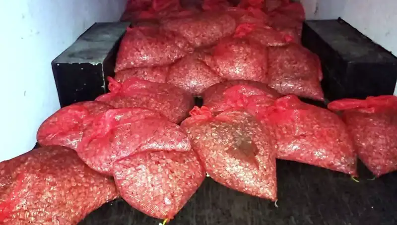 Samsun'da 1,5 Ton Kaçak Midye Operasyonu: Sağlık Tehlikesi ve Cezalar