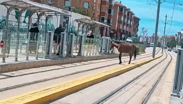 Eskişehir Tramvay Raylarında Başbaş Olan At, Şehri Şaşkına Çeviriyor
