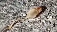 Tunceli'de Nadir Görülen Arap Tavşanı Objektiflere Takıldı!