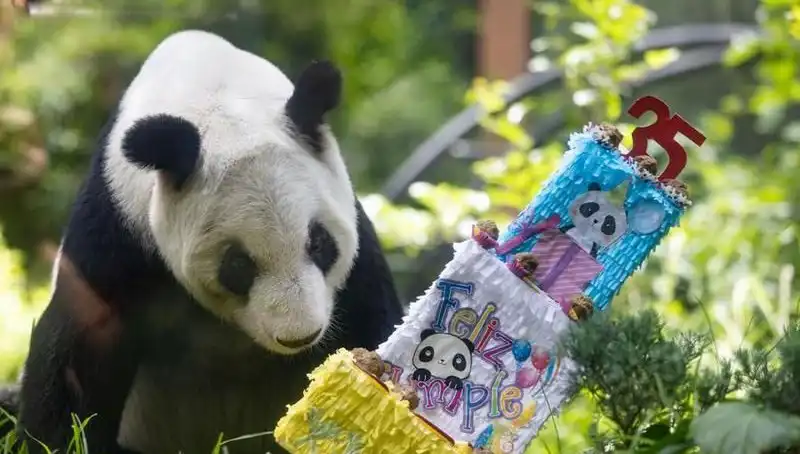 Dev Panda Xin Xin, 35. Yaşında Duygusal Anlarla Kutlandı