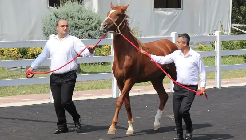 Taşkın Kral Rekoru: Doğanın En Güçlü Yüzüyle Karşılaştık!