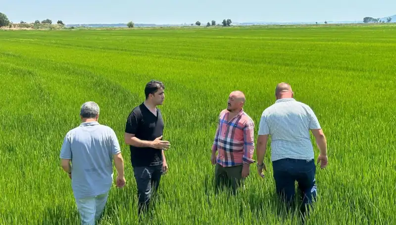 Çeltik Üretiminde Rekor Yıl: Yeşil Deniz Görseliyle Tarımda Devrim