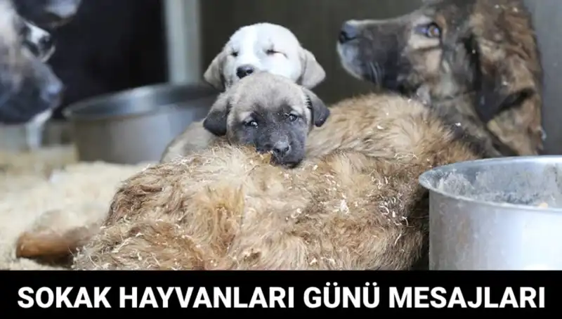 Dünya Sokak Hayvanları Günü: Her Yıl Kutlanan Özel Bir Gün