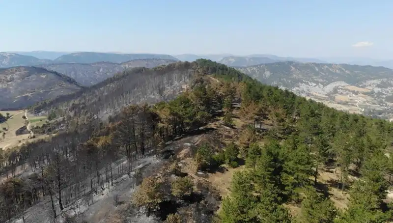 Bolu'da 5 Milyon Fidanla Yeşil Geleceğe Adım Atıldı