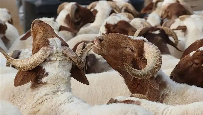 Akika Kurbanı Nedir, Ne Zaman Kesilir ve Yenir mi?