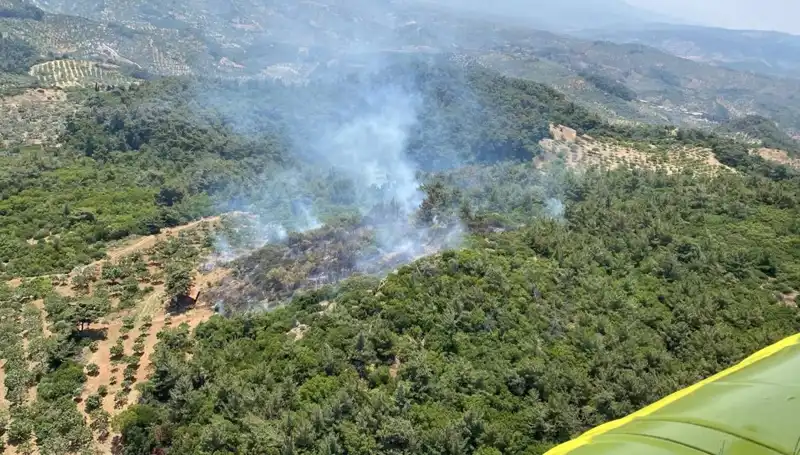 Aydın’ın Gözde Ormanlarında Yangın Korkusu: Doğa Ve Hayvanlar Tehlikede!