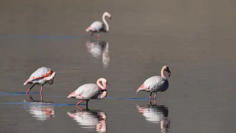 Kuraklık Flamingo Cennetini Tehdit Ediyor: Kuşların Geleceği Tehlikede