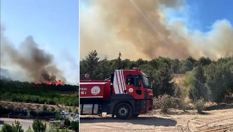 Gebze'de Orman Yangını: Doğa ve Hayvanlar Tehlike Altında!