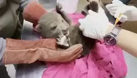 Karabük'te Şaşırtan Buluntu: Yavru Bozayı Ormanda Mı Yaşıyor?