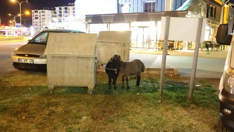 Mor Karaman Koyunları: Yolda Terk Edilen Şaşırtıcı Durum