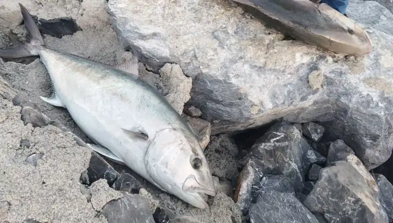 65 Kilo Oltayla Yakalanan Balığın Hikayesi: 18 Bin TL’ye Satıldı!