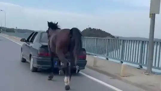 Adana'da At Zorbalığı: Hayvan Hakları Savunucularından Tepki ve Tutuklama
