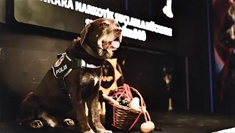 Ankara Emniyeti'nin Emektar Narkotik Köpeği 'Toma' Emekli Oldu!