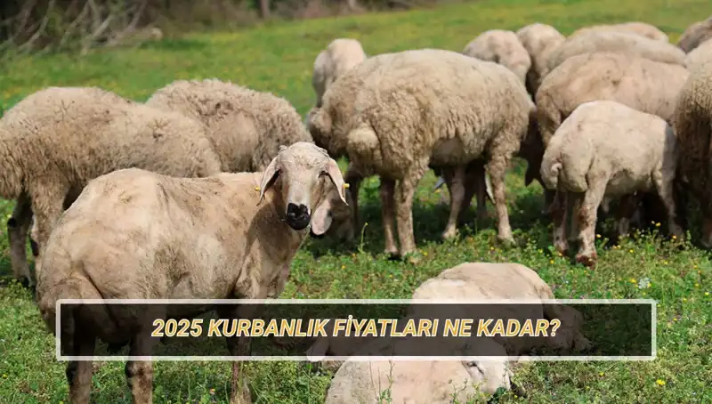 2025 Kurban Fiyatları Açıklandı: Büyükbaş ve Küçükbaşlarda Son Durum Nedir?