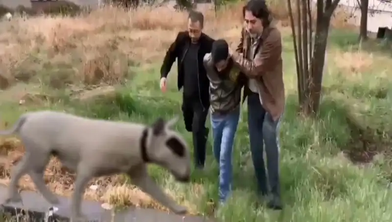430 Bin Liralık Şampiyon Köpeği Çalan Hırsız Hızla Yakalandı