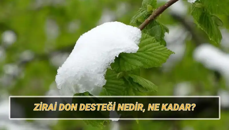 Zirai Don Desteği: 2023 Yılında Hangi İllere Ne Kadar Verilecek?