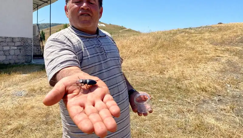 Sivas'ta Görülen Tehlikeli Böceği Öldürmenin Cezası 557 Bin TL