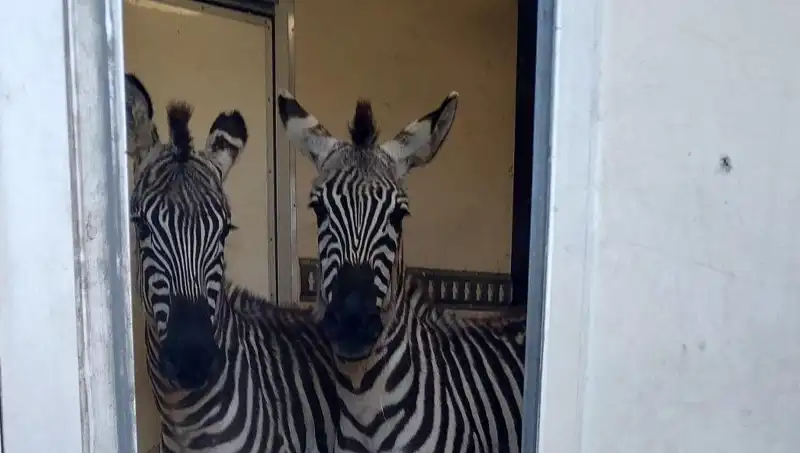 Sınırda Durdurulan Minibüsten Hayvan Kaçakçılığı: Zebra ve Maymunlar Ele Geçirildi