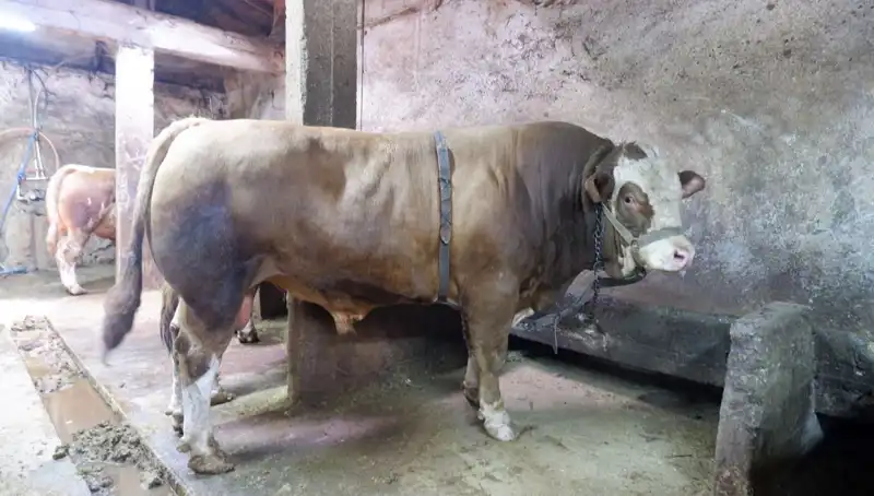 1 Ton 200 Kiloluk Eşya Satışında Rekor Fiyat Duydu!
