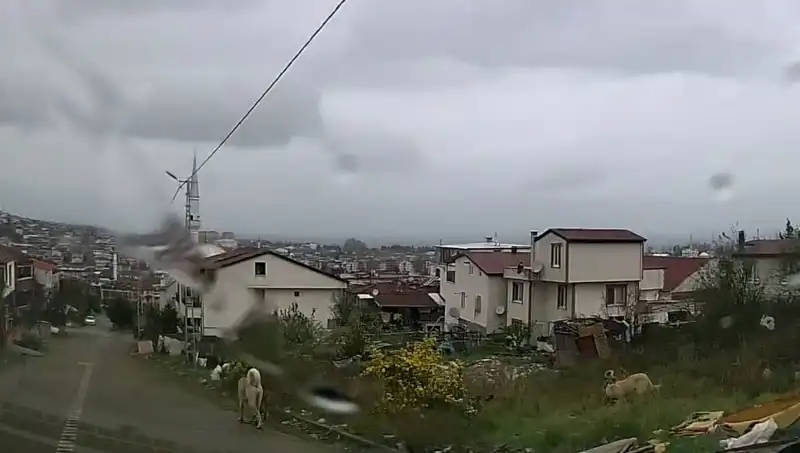 Toplu Köpek Saldırısı: 5 Yaşındaki Çocuğun Yaşadığı Korkunç Anlar