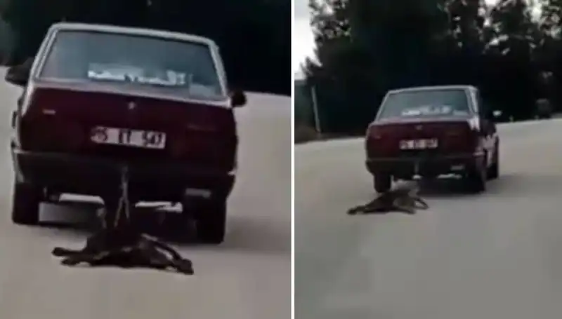 Otomobilin Arkasına Bağlanan Köpek, Hayvanseverleri Şoke Etti!