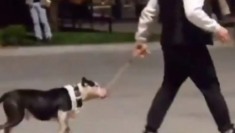 Ağızlıksız Pitbull, Başka Köpeklerin Üzerine Saldı: Sahibi Cezalandırıldı
