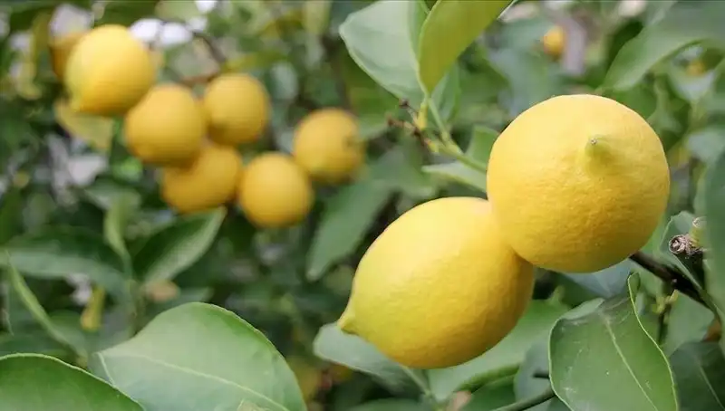 Limonun Fiyatı Rekor Kırdı: Adedi 24 Lira!