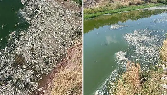 Karasu Çayı’ndaki Balık Ölümleri: Çevresel Kriz mi Yoksa Kaza mı?
