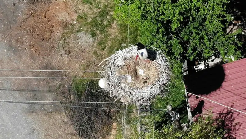 Baharın Müjdecisi: 22 Yıldır Aynı Yerde Yuva Yapan Kuş Türü