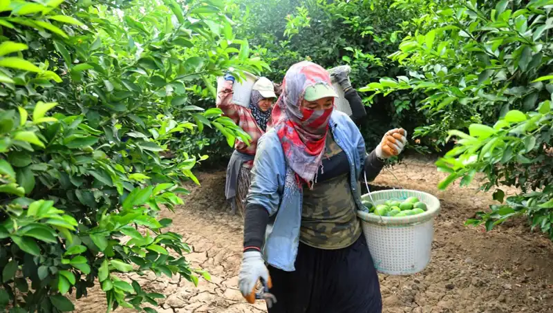 Market Fiyatları Şok Etti: Domatesin Kilosu 150 Lirayı Geçti!