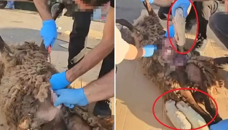 Zehir Tacirlerinin Feci Yöntemi: Ölü Koyunun Karnından Çıkan Çocuk Kısa Sürede Polisi Duyurdu!