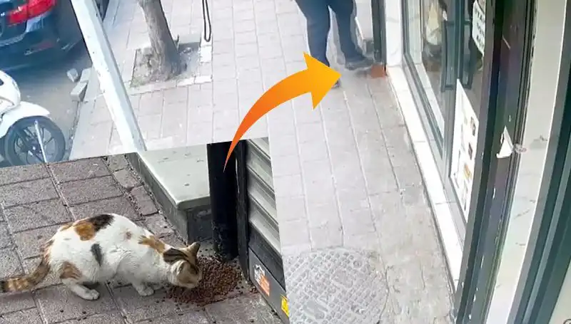 Kediler Yine Geleneği Bozmadı, Mamalarını Dağıtıp Kaçtılar!