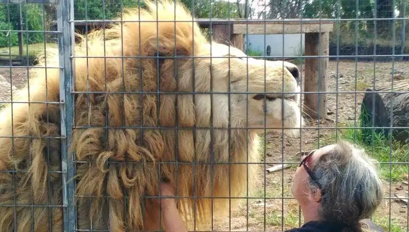 Avustralya'da Dehşet! Aslan Kafesinden Kadının Kolunu Kaptı