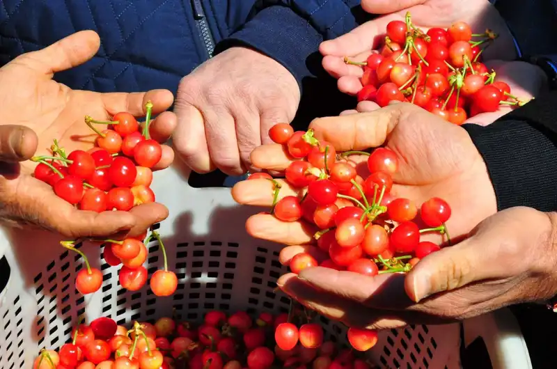 İlk Hasat Başarıyla Gerçekleşti: Domatesin Kilosu 3.500 TL’ye Satıldı!