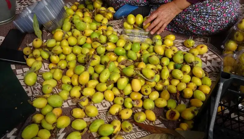 Muşmula Hasadı Başladı: Fiyatı ile Dikkat Çekiyor!